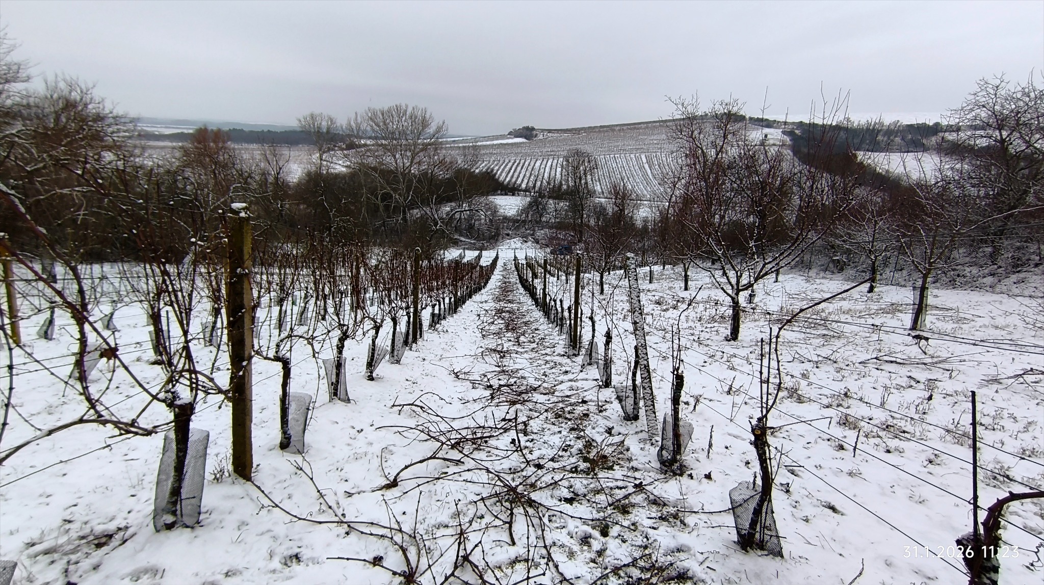Zasněžené vinice