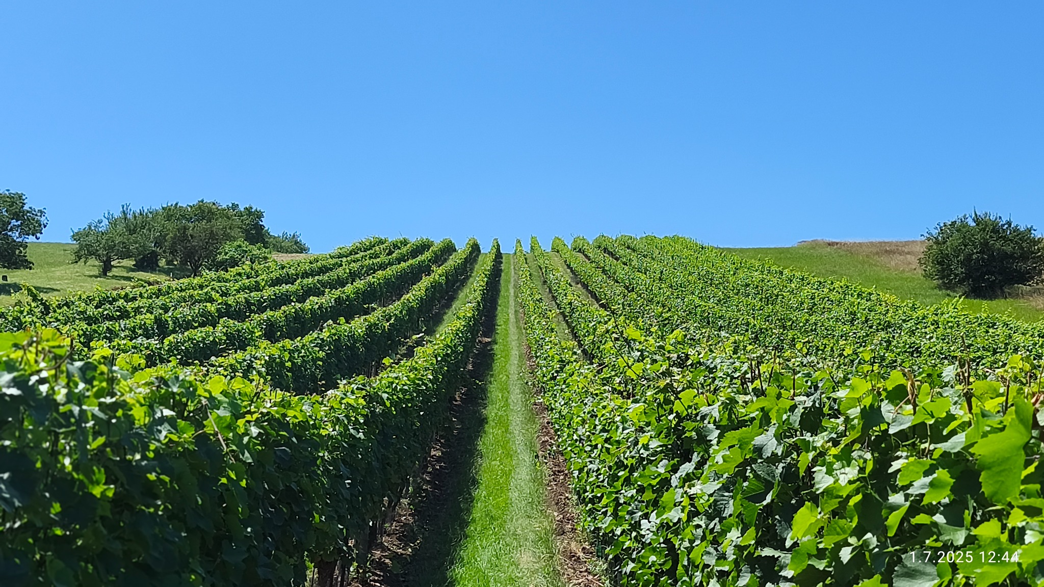 Letní vinice Vinařství Mrhal