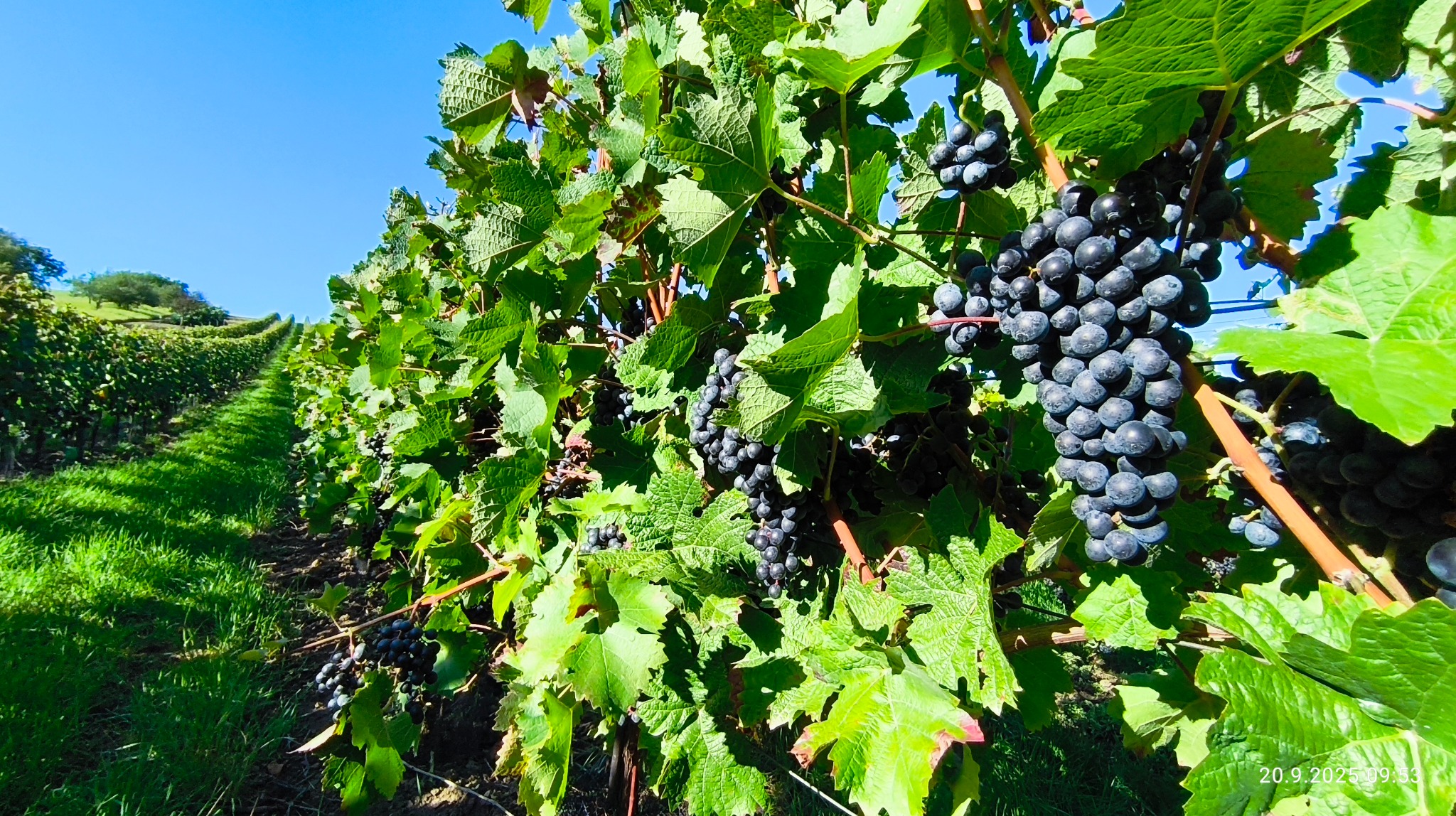 Zralé hrozny ve vinici