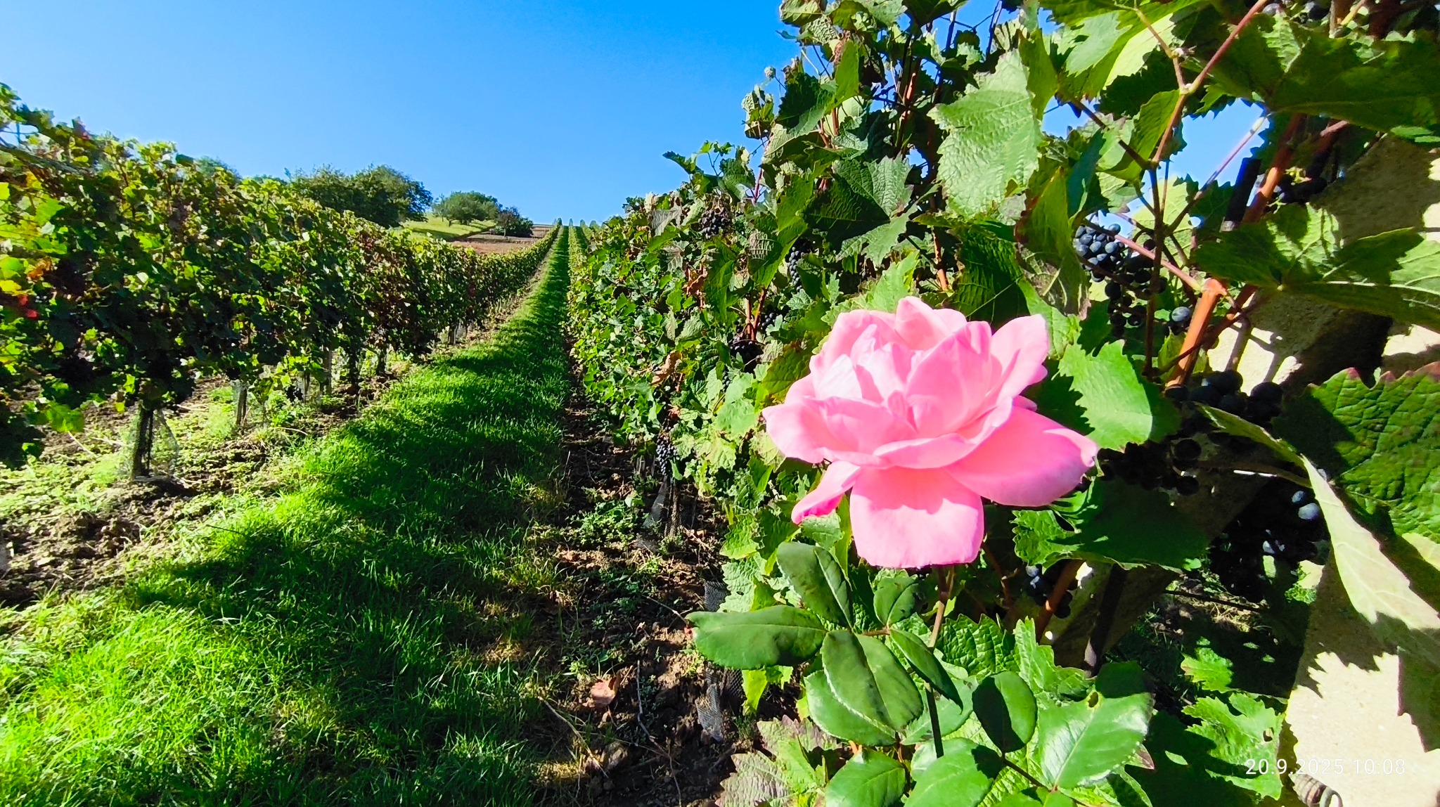 Práce ve vinici traktorem