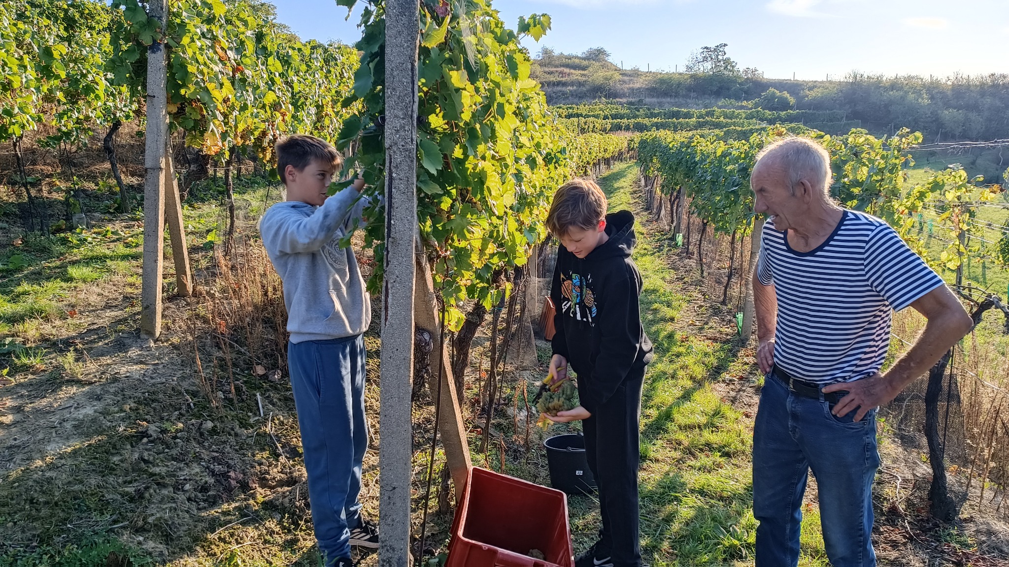 Rodinná práce ve vinici